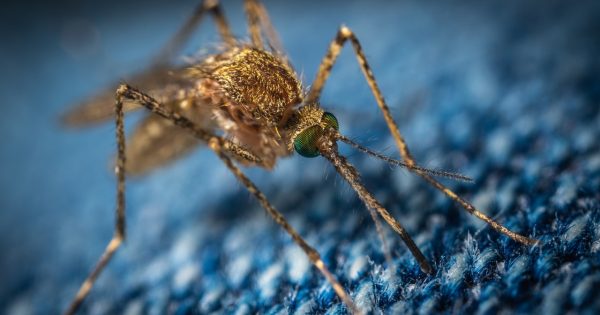Por qué en Florida van a liberar 750 millones de mosquitos modificados genéticamente