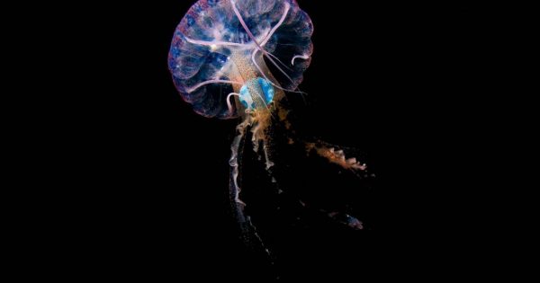 Científicos de Gran Canaria fotografían por primera vez medusas comiendo plásticos