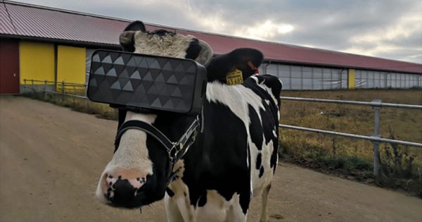 por-que-granjeros-rusos-ponen-a-las-vacas-auriculares-de-realidad-virtual