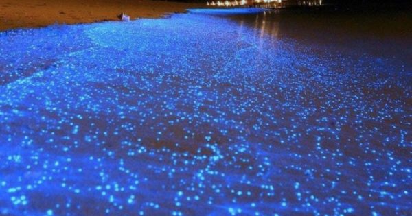 Bioluminiscencia por primera vez en 60 años en una playa de Acapulco