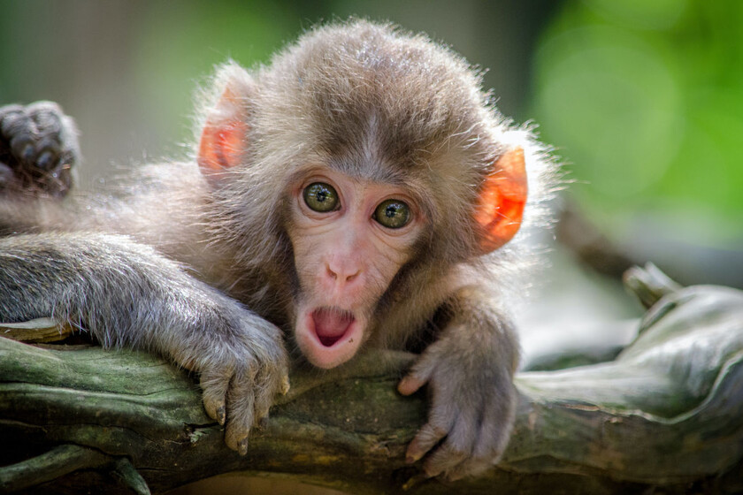 Por qué los monos son mejores en bolsa que los expertos y qué nos enseña eso